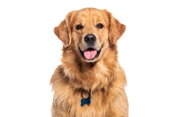 Foto op Aluminium Head shot of a Happy panting Golden retriever dog looking at camera, wearing a collar and identification tag © Eric Isselée