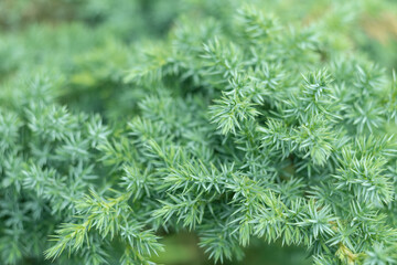 Green branch of juniper close up. Evergreen coniferous shrub juniperus. Beautiful nature background. Selective focus.