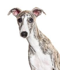 Head shot of a Young Whippet, four months old, looking at the camera in front of white background