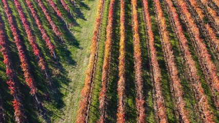 lambrusco wine vineyards in autumn aerial landscape with drone castelvetro di modena - 692454348