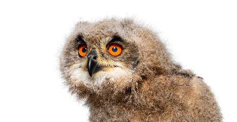 Obraz premium Head shot of a One month, Eurasian Eagle-Owl chick, Bubo bubo, isolated on white