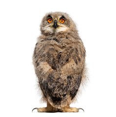 Back view on a One month Eurasian Eagle-Owl chick turning his head towards the camera, isolated on white