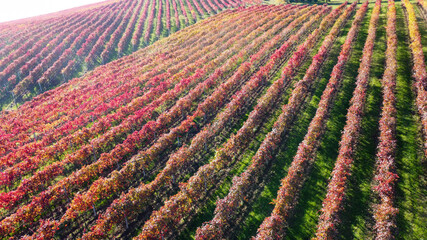 lambrusco wine vineyards in autumn aerial landscape with drone castelvetro di modena - 692454747
