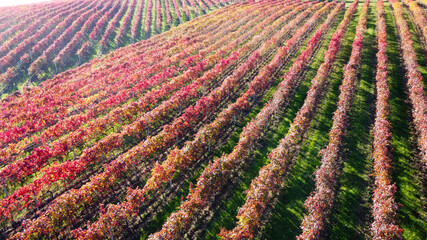 lambrusco wine vineyards in autumn aerial landscape with drone castelvetro di modena - 692454959