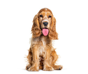 Sitting English cocker spaniel looking at the camera, isolated on white