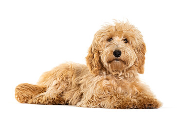 Labradoodle looking at the camera, isolated on white