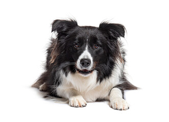 border collie lying face down looking at the camera, isolated on white