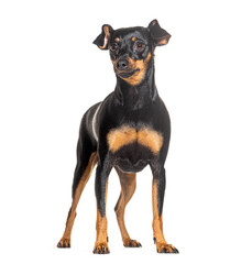 Obraz premium Prague Ratter, isolated on white