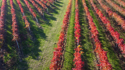 lambrusco wine vineyards in autumn aerial landscape with drone castelvetro di modena - 692455591