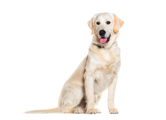 Side view of a sitting Golden retriever panting wearing a dog collar, isolated on white