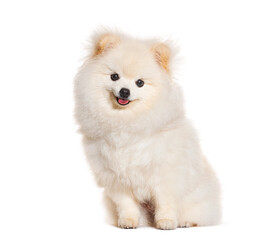 Happy Puppy Pomeranian sitting and looking at the camera, six months old, panting, isolated on white