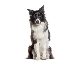 Black and white sitting Border collie with a piercing gaze, isolated on white