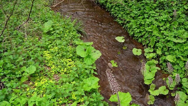 Butterbur growing around stream of water in woods in Serbia