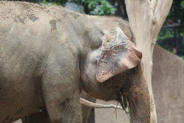 Fototapeta premium Elephas maximus sumatranus, Elephants are one of the largest terrestrial organisms and are considered a megafauna species. Asian elephants have gray skin covered with hair. In adult elephants