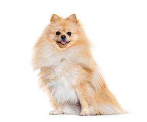 Pomeranian looking at the camera, isolated on white