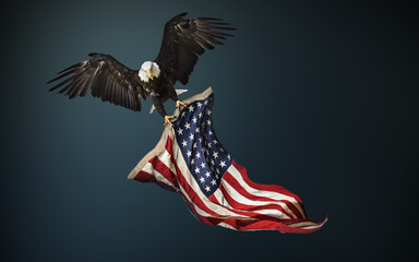 Obraz premium North American Bald Eagle with American flag