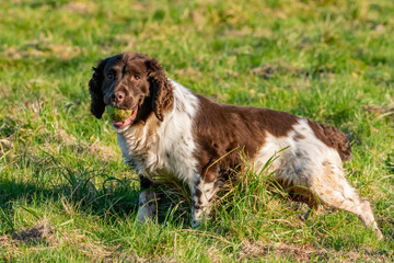 A springer spaniel with brown and white fur looks to camera whilst standing in side profile.