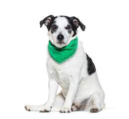 Mongrel Dog earing a green scarf, isolated on white