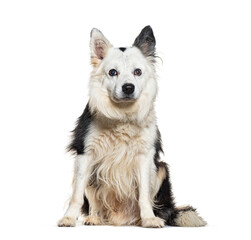 Mongrel Dog wearing a dog collar, isolated on white