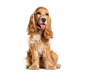 Sitting English cocker spaniel looking away, isolated on white