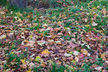 Fallen leaves on the ground in an apple orchard.