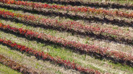 lambrusco wine vineyards in autumn aerial landscape with drone castelvetro di modena - 692456914