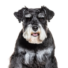 Head shot of Standard Schnauzer panting, isolated on white