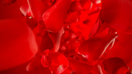 Naklejka premium Freeze motion of flying rose petals on red gradient background