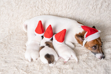 Jack Russell Terrier Santa with little newborn puppies wearing a Santa Claus hat. Family of dogs...