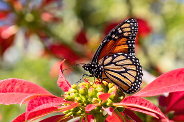 Showy monarch butterfly or simply monarch (Danaus plexippus) sucking nectar from a poinsettia...