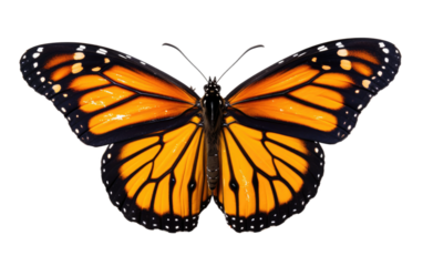 Monarch Butterfly On Isolated Background