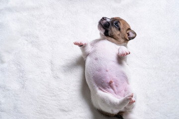 A small Jack Russell Terrier puppy sleeps on its back. A newborn puppy lies on a soft mat and looks up. Space for text, free space. copy space