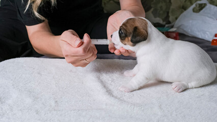 A woman gives a puppy a drug in a syringe. Antiparasitic for puppies. Additional puppy food. Milk for a newborn puppy.