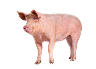 Domestic pig, isolated on white