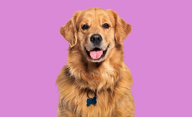 Head shot of a Happy panting Golden retriever dog looking at camera, wearing a collar and identification tag - obrazy, fototapety, plakaty