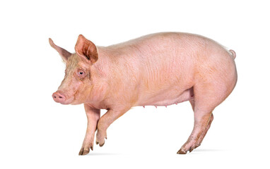 Fototapeta premium Side view of a Domestic pig walking, isolated on white