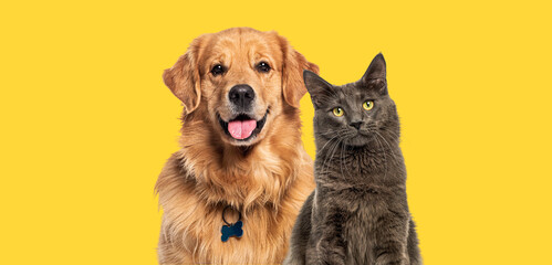 Happy sitting and panting Golden retriever dog and blue Maine Coon cat looking at camera, Isolated...
