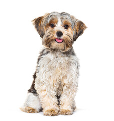 Happy Biewer Yorkshire Terrier panting mouth open sitting isolated on white
