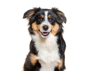 Head shot of a Happy tri-color Mongrel dog looking at the camera, isolated on white - obrazy, fototapety, plakaty