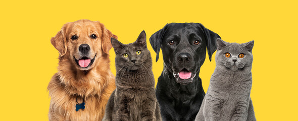Cats and dogs, together in a row, against yellow background