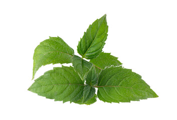 Bergamot green leaves isolated on a white background. Monarda didyma leaves. Oswego tea, scarlet beebalm.