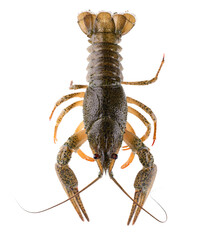 Live crayfish isolated on white background. Clipping path. Top view.