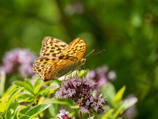 Silver-washed Fritillary Feeding on Marjoram