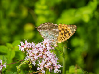 Silver-washed Fritillary Feeding on Marjoram