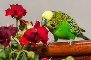 Green budgie sitting among flowers