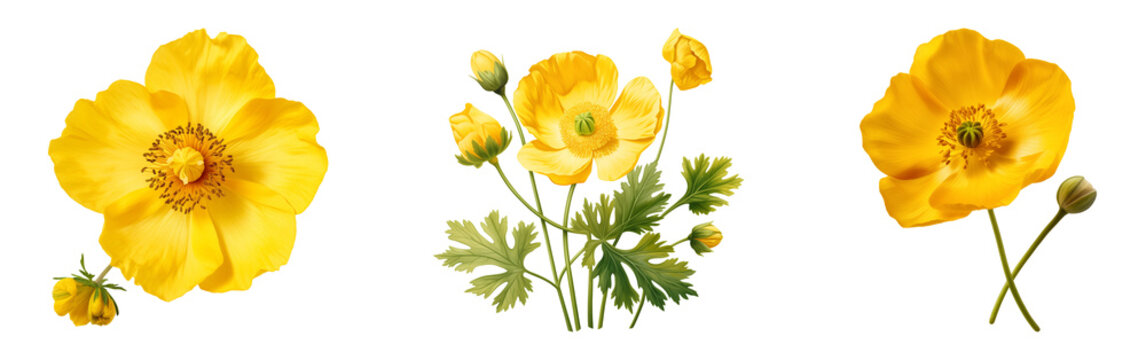 Set of yellow buttercup flower. Wildflower beauty.