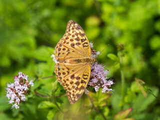 Silver-washed Fritillary Feeding on Marjoram