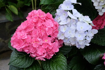 pink and purple hydrangea blooming in the garden