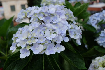 purple flowers hydrengea blooming in a green background