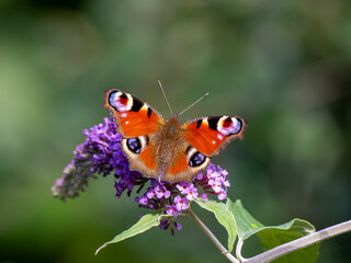 Peacock Butterfly Feeding on Buddleja